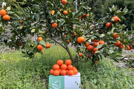 【5キロ】樹上完熟 小原紅 節減対象農薬 特別栽培で育てたからだにやさしい　有田みかん