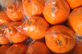 ハウス栽培！「不知火」
～家庭用個包装4.5㌔～　合計20個前後