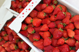 【バラ詰め】完熟あまおう３kg ジャムなどの加工用