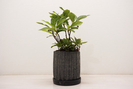 ミニ盆栽【ヤブコウジ × 黒縦陶器】高さ27cm×横18cm（夜市限定）