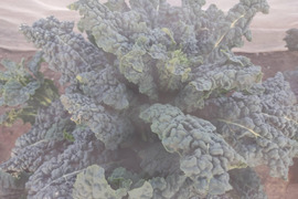 ✨【激レア】【今だけ限定】イタリアの黒い宝石“ベビーネロ”約100g＋旬のお野菜セット｜農薬・化成肥料不使用✨