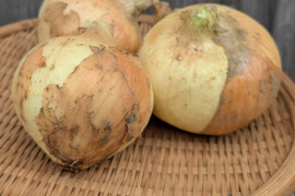 《今が旬》新玉ねぎ 大きめ２KG 五島列島産 自然農業での栽培