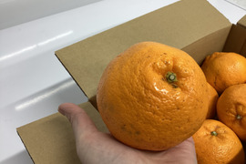 すぐだし　はるみ1.5kg（6－8玉）で石済み段々畑育ちはるみ見た目は写真のよう家庭用ですがしっかりサイズと　いくらのように弾けるプチプチ食感　ミカン好きはぜひ調べて！