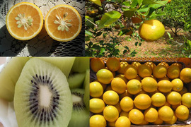【数量限定 皮も使える無農薬柑橘】自然栽培キウイとレモン・カボス・橙の柑橘セット