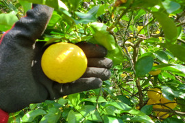 【希少】種なしカボス　農薬不使用　5キロ　寒い季節にクエン酸たっぷり果汁