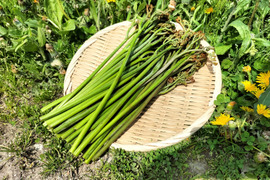 ワラビ  トロっトロな食感がクセになる＜約500g＞(わらび、蕨)