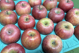【家庭用5kg】信州産完熟ふじ🍎