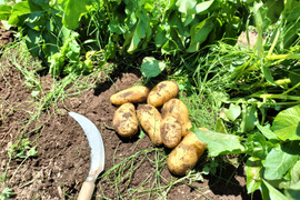 【自然栽培】旬の新じゃがいも　３Kg