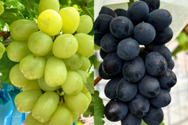 【贈り物に】夏ぶどう2色セット 雄宝＋泉州パープル