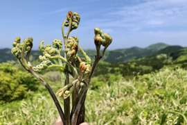 【有馬温泉の麓】兵庫県産 天然 生わらび たっぷり300g 4月下旬頃〜順次発送🚛
