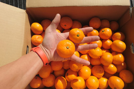 【お待たせしました】
5キロ箱【小粒】
見た目より味が濃い♪
ヤミツキまーくん家のみかん