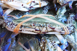 【豊漁10％OFF中】ワタリガニ メス大サイズ 冷凍発送２ｋｇ（約4-6杯）渡り蟹 ガザミ 梭子蟹 ケジャンにも！  がざみ 蟹通販 宮城県産 活状態から冷凍品