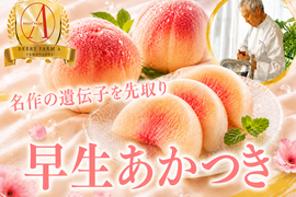 【名作の遺伝子を先取り】濃厚な甘みと歯ごたえを先取り『早生あかつき』品種指定キャンペーン🍑お試し約1.5kg【朝どれ】高級もも☆家庭用・贈り物にも贅沢お中元ギフト【7月上旬予約】