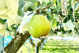 糖度14度以上を光センサーで確認したラ・フランス（約2kg）6～8個/ 3L以上　10月上旬～11月中旬のお届けです。全国最優秀賞グランプリ受賞農園からの西洋梨をお楽しみください。
