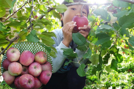 【毎日の食卓に】生食もOK！加工用サンふじ5キロ箱【葉とらず】JA基準より60％減の低農薬栽培
