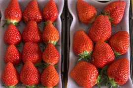 【新品種べにたま】２パック(500g) ついに解禁🍓