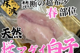 【禁断の春部位解禁】超希少天然国産『桜真鯛大トロ白子』初登場🐟長州床波ブランド数量極少【4月下旬予約】