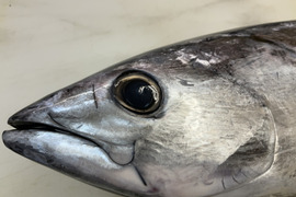 【謹製】鰹/カツオ/日戻り当日発送/1本/2.5~3.0kg/【最高鮮度をご自宅で堪能ください】