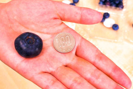 限定【今が旬！】食べごろの時期に届く 
ゴロゴロ生ブルーベリー　500g×2パック　　
※順次発送