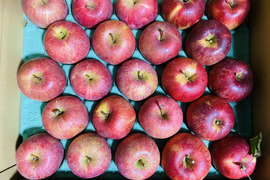 【数量限定・早い者勝ち】採りたての長野県人気ブランド食べ比べ！シナノスイート・サンふじの2種類【ご家庭用（約5㎏：23～30個入り）】