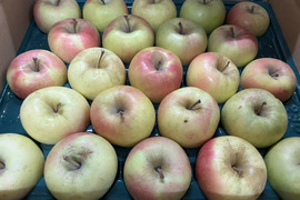 【数量限定・小玉のみ】青森県産りんご「ぐんま名月」家庭用 キズ有 約10kg (5kg×2箱)【光センサー選果】