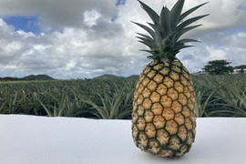【夏ギフト】《極上》甘さ抜群！石垣島産サンドルチェ2玉　熨斗対応可