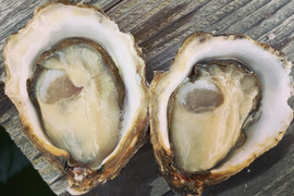 日本唯一の養殖真牡蠣 大入島オイスター【50個程度入】農林水産大臣賞受賞　牡蠣の苦手な人でも食べれると評判です。