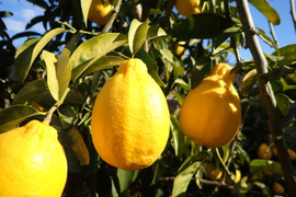 もぎたて 璃の香(りのか) レモン 約1.5㎏