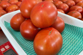 大きなサイズ⁉なので30％お安く【野菜ソムリエサミット金賞受賞】ぜいたくトマト《冬の陣》