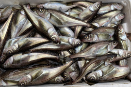 期間限定‼️　秋田県産　季節ハタハタ【メス】【2kg】