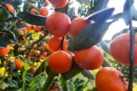 箱込約5㌔　濃厚な酸味と美しい紅色、幻の味わい　紅みかん