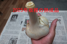 千葉県産 にんにく 20kg 旬なジャンボニンニク：千葉県産のジャンボにんにく｜食べチョク