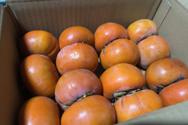 食べきり&おっそわけ小箱！【訳あり】小さい富有柿　15個入り