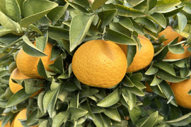 樹上完熟　木なり甘夏！　酸っぱさの中にほのかな甘みが
果汁たっぷりでとってもジューシー。
350〜500g の大玉を5kg（箱込み）でお届け。