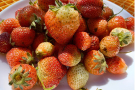 絶対店頭には出ない ぶぞろいの苺たち(2種類ミックス)🍓 収穫してその日のうちに出荷! 60サイズ(約400g)