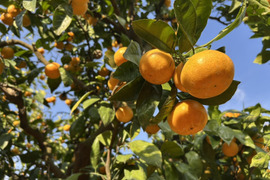 【西果樹園のひとつ上の美味しさ🍊】西果樹園の中生みかん【２．５キロ】