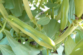 【訳あり】新鮮！そら豆(家庭用・さや付き２Kg）