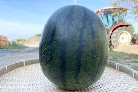 農薬・化学肥料栽培中不使用！黒小玉スイカ（約2〜3kg）