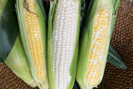 【旬の3種セット】人気とうもろこしをまとめてお届け｜各4本（合計12本）