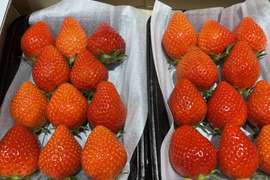 自家用2トレ一入り1箱＊2品種入り