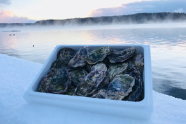 奥能登石川県穴水産　真牡蠣　約４キロ殻付き　容器：発泡スチロール　個数（約２５～３０個前後）　里海の恵みで育った、旨味が詰まった美味しい真牡蠣（加熱用）