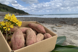 甘くて美味しい安納芋・種子島産・有機農業・食べ応え抜群！中サイズ・箱込み2kg
