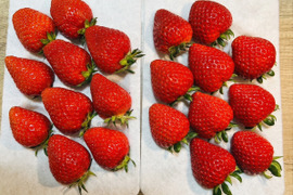 【いちごの里・吉見町産・土耕いちご】埼玉2大ブランド｜あまりん×べにたま｜朝採れ 500g