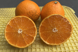 ほなが農園のぷりぷり♪プリンセス3kg（わけあり）