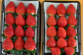 【あまりん・かおりん】食べ比べ２パック(500g)🍓