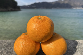 【予約】【訳ｱﾘ小玉！】🍊濃厚な甘みと果汁じゅわっ！プリプリ果肉♪の しらぬい７kg 【デコポン同品種／瀬戸内の離島より果汁たっぷり品種おとどけ✨】✨