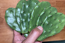 メキシコ帰りの農家が栽培する　食用サボテン　500ｇ