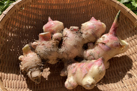 【高知県産】新生姜 500ｇ【2025年10月】＃栽培期間中農薬・化学肥料不使用