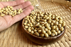 奥出雲産自然栽培八天狗豆(味噌仕込み大容量500g)