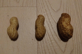 【自然栽培】食べ比べ生落花生3種(おおまさり、千葉半立、Qナッツ)計1kg